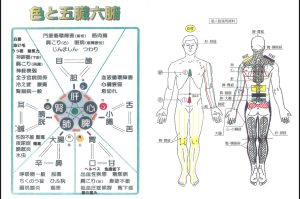 ザ・シークレット　東洋医学 五臓六腑