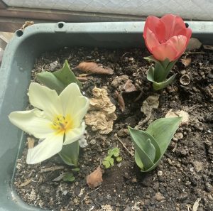 お仏壇移動日にチューリップ