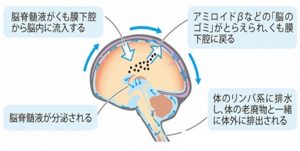 脳の洗浄　グリンパティックを説く